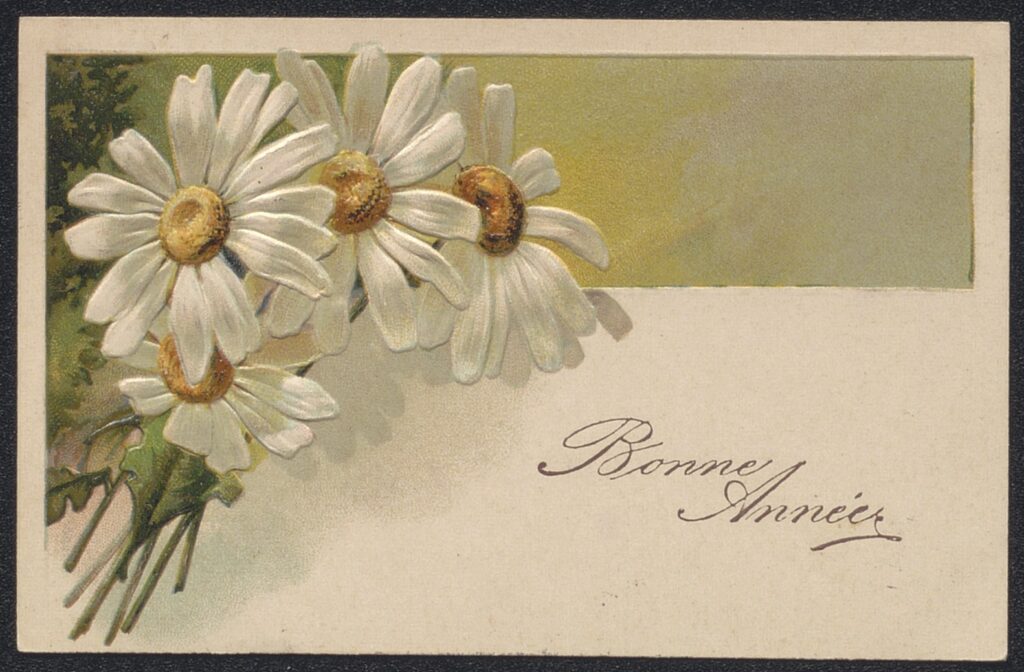 Quatre marguerites à gauche de la carte postale avec inscrit à droite bonne année. - Agrandir l'image, fenêtre modale