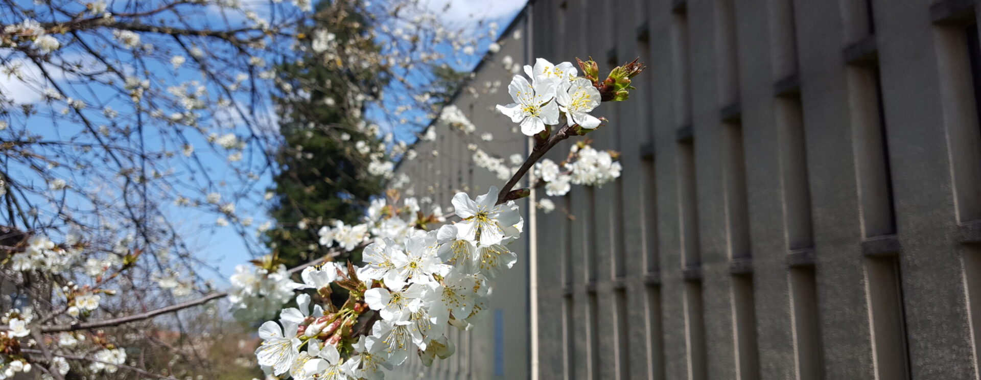 Vue arrière du bâtiment des archives, avec une branche de cerisier fleurie.