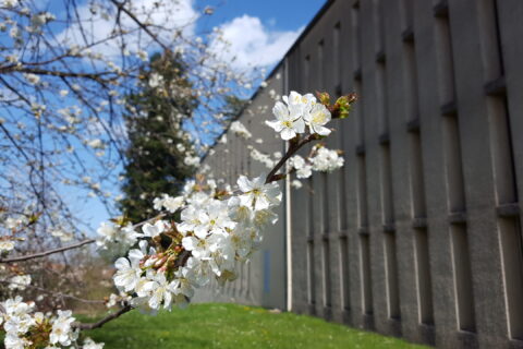 Vue arrière du bâtiment des archives, avec une branche de cerisier fleurie.